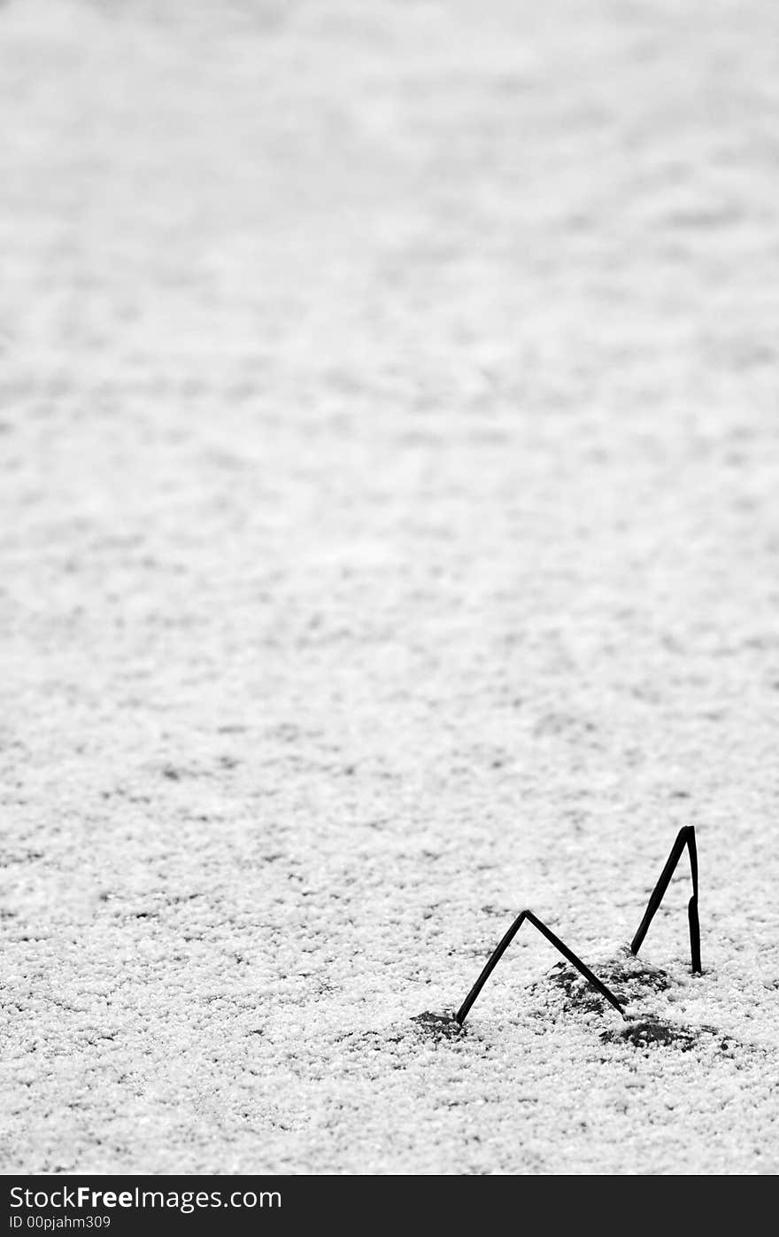 Grass in winter