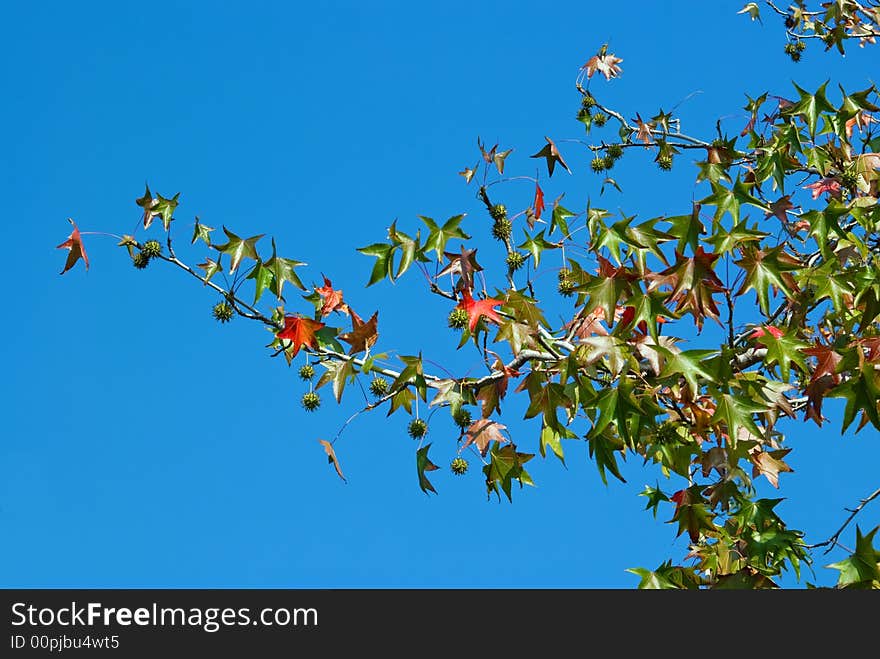 Leafs from a beautiful tree in a very nice day. Leafs from a beautiful tree in a very nice day.