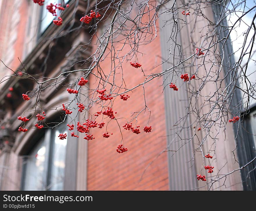 Red berries in the city