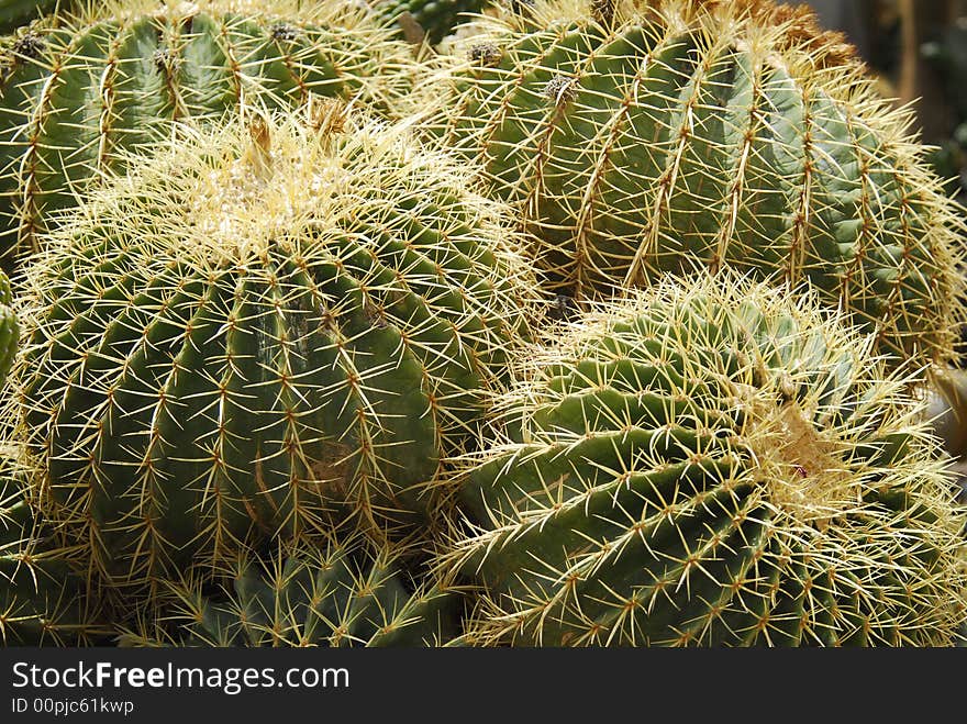 Four small spiky cactuses growing together