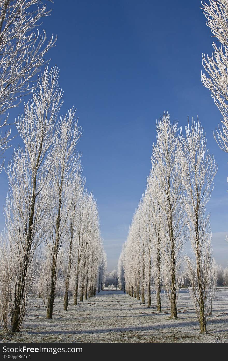 Scenic winter landscape, trees with snow