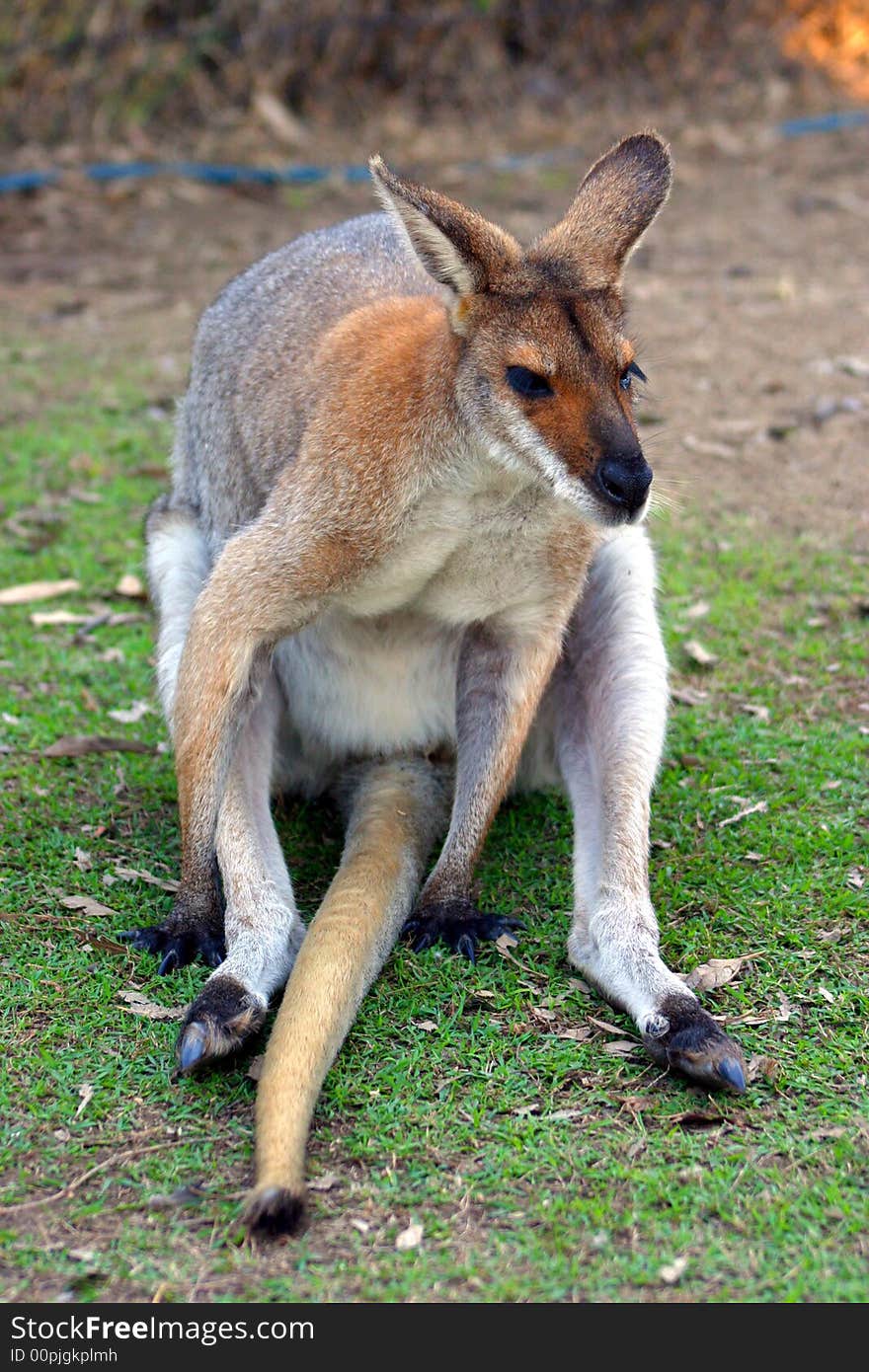 A kangaroo is a marsupial from the family Macropodidae