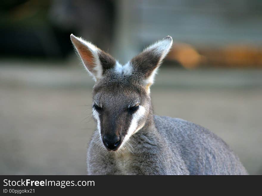 A kangaroo is a marsupial from the family Macropodidae