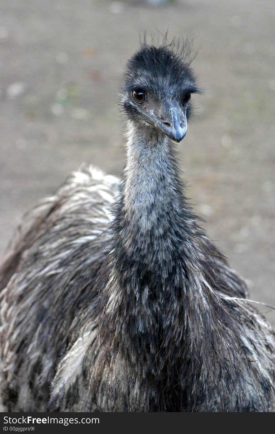 The Emu, Dromaius novaehollandiae, is the largest bird native to Australia