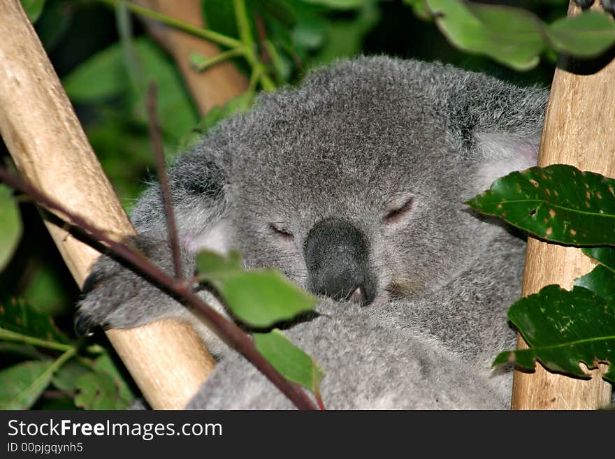 The Koala (Phascolarctos cinereus) is a thickset arboreal marsupial herbivore native to Australia. The Koala (Phascolarctos cinereus) is a thickset arboreal marsupial herbivore native to Australia