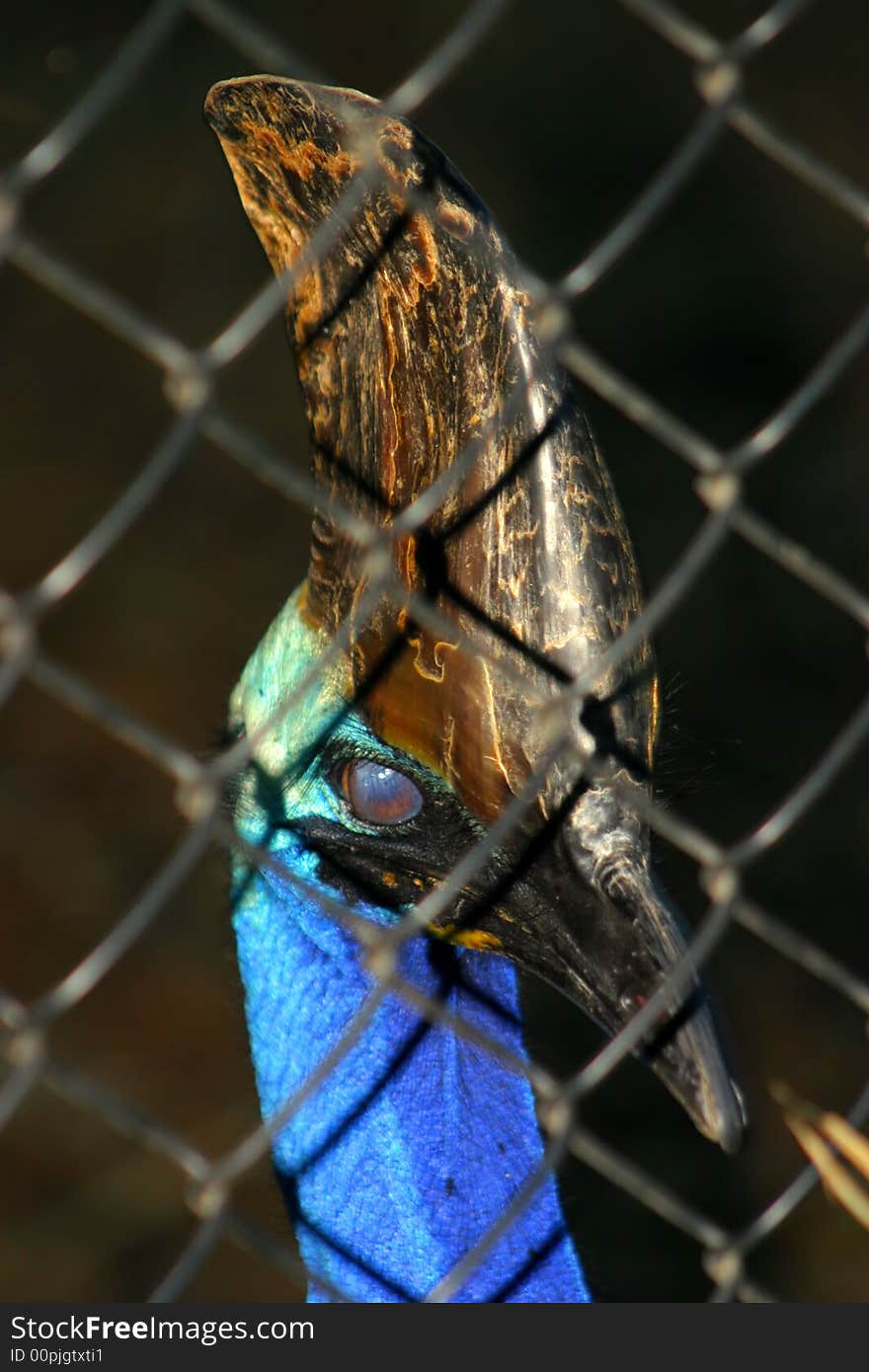 Stock image of a native bird in Australia. Stock image of a native bird in Australia