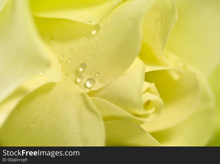 Yellow Rose With Waterdrops