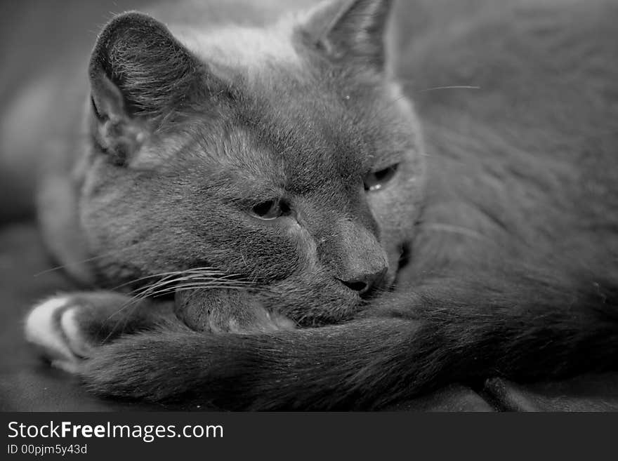 Cat in black and white