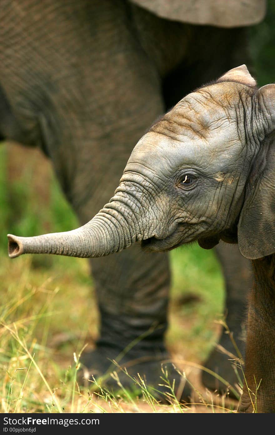 A shot of a herd of African Elephants