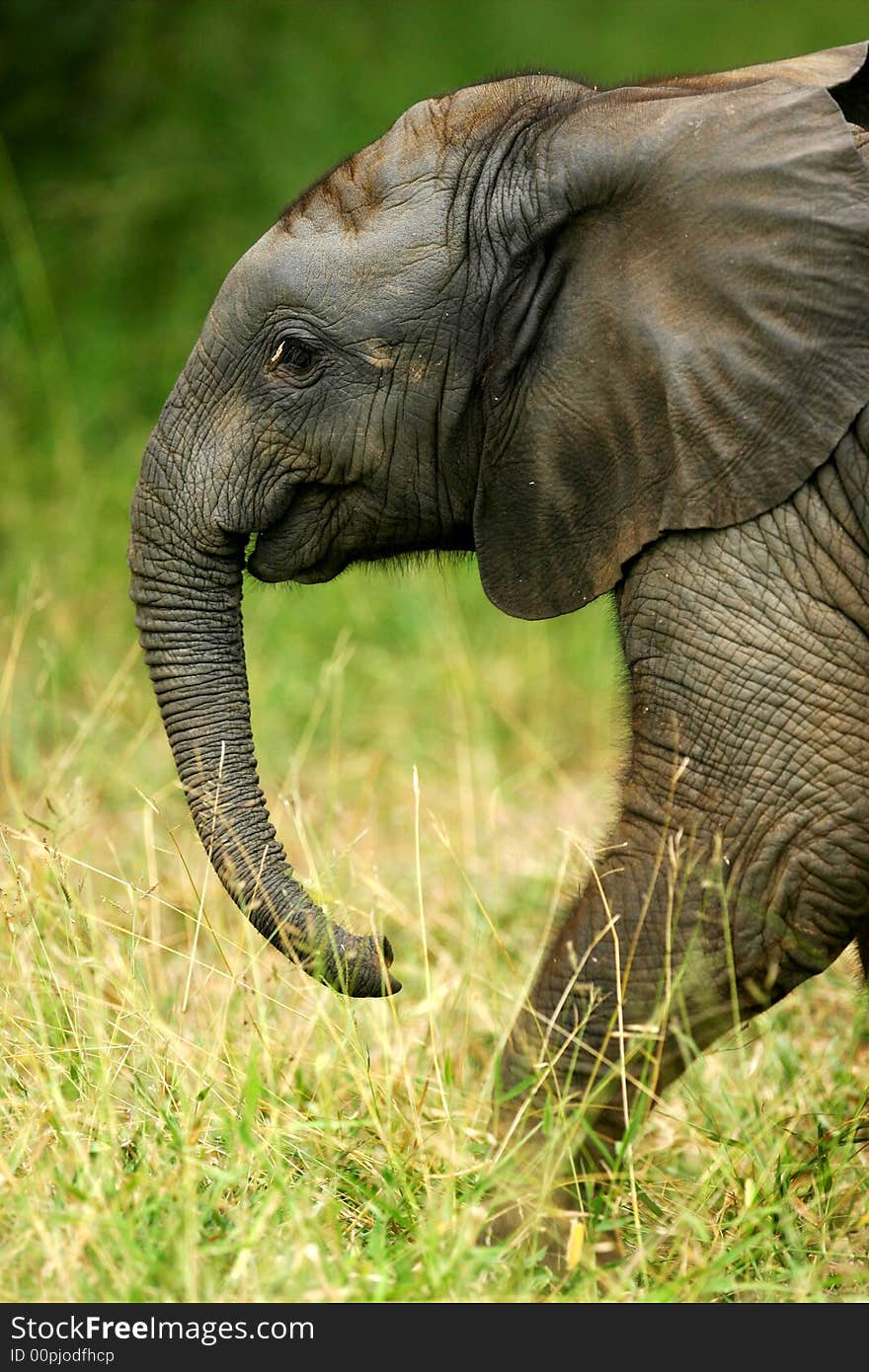 A shot of a herd of African Elephants