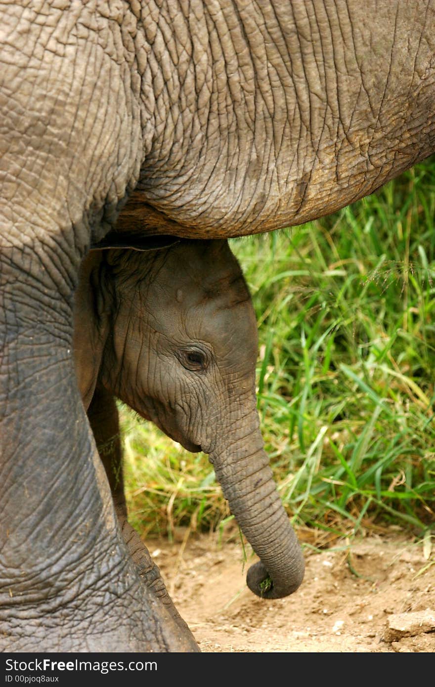 A shot of a herd of African Elephants