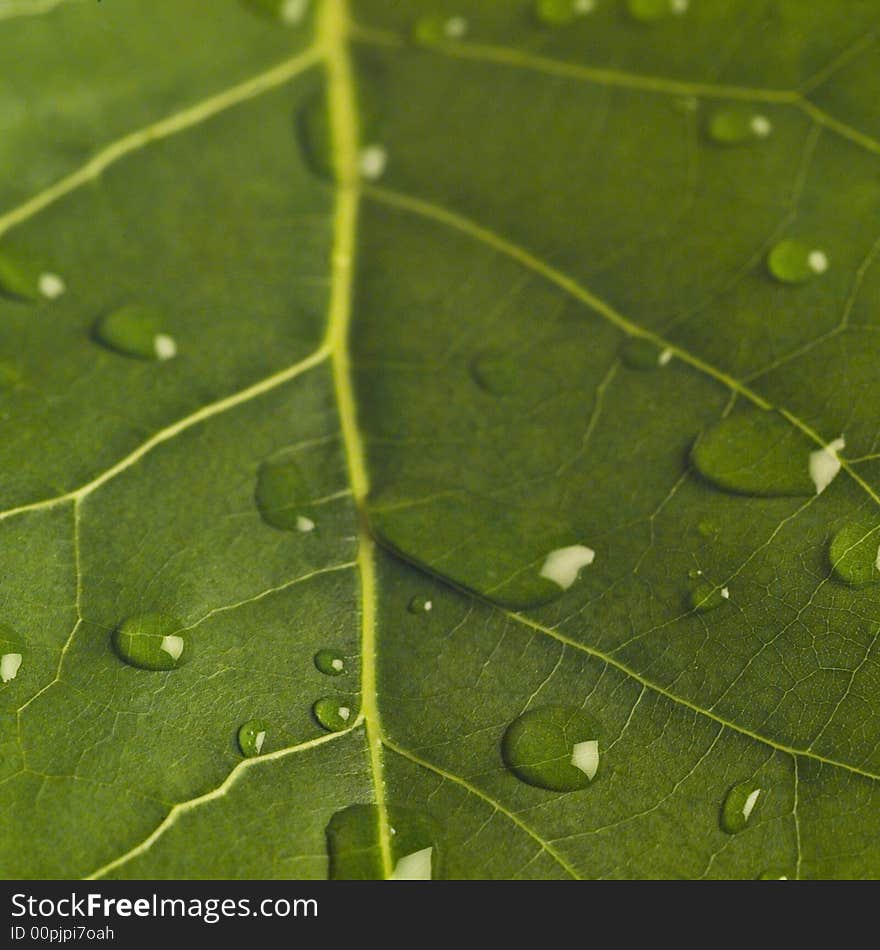 Leaf with drops of water