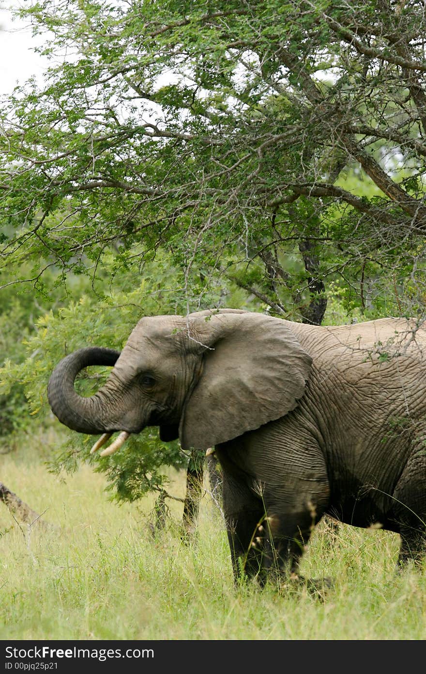 A shot of a herd of African Elephants