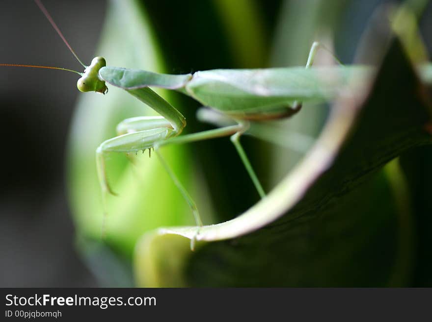 A close up shot of a Praymantis. A close up shot of a Praymantis