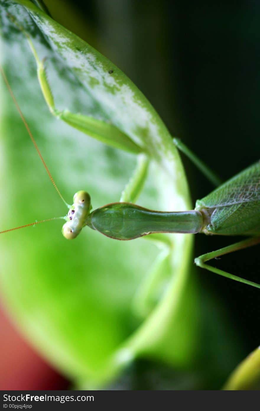 A close up shot of a Praymantis. A close up shot of a Praymantis