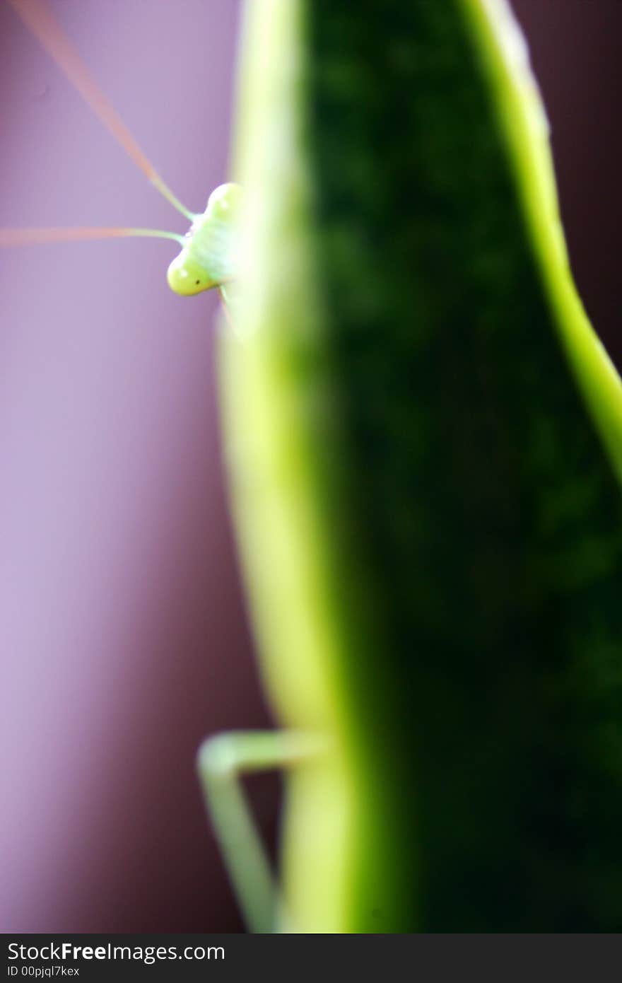 A close up shot of a Praymantis. A close up shot of a Praymantis