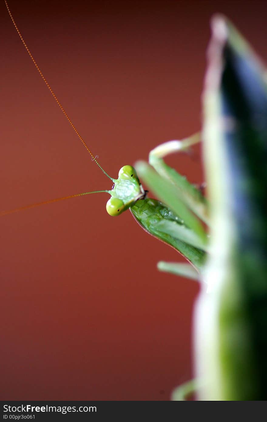 A close up shot of a Praymantis. A close up shot of a Praymantis