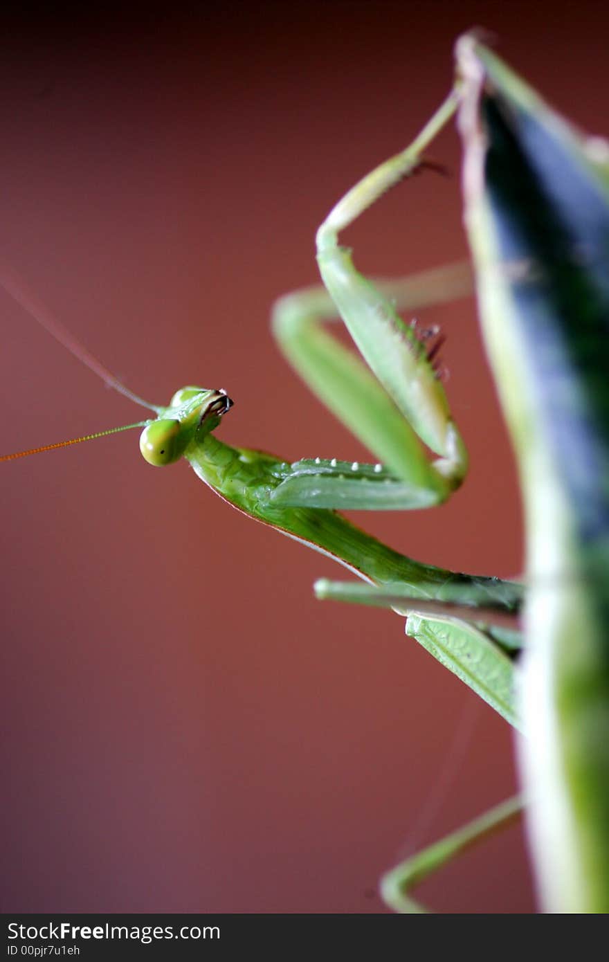 A close up shot of a Praymantis. A close up shot of a Praymantis