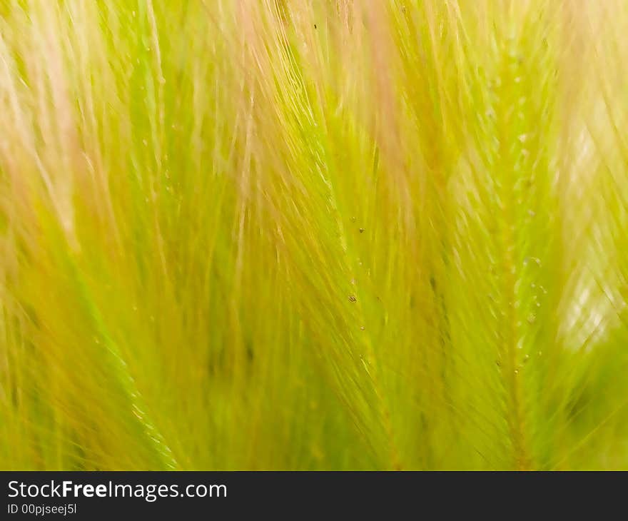 Abstract floral background based on feather grass