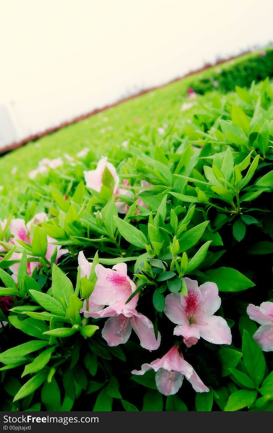 Green Leaves And Red Flowers