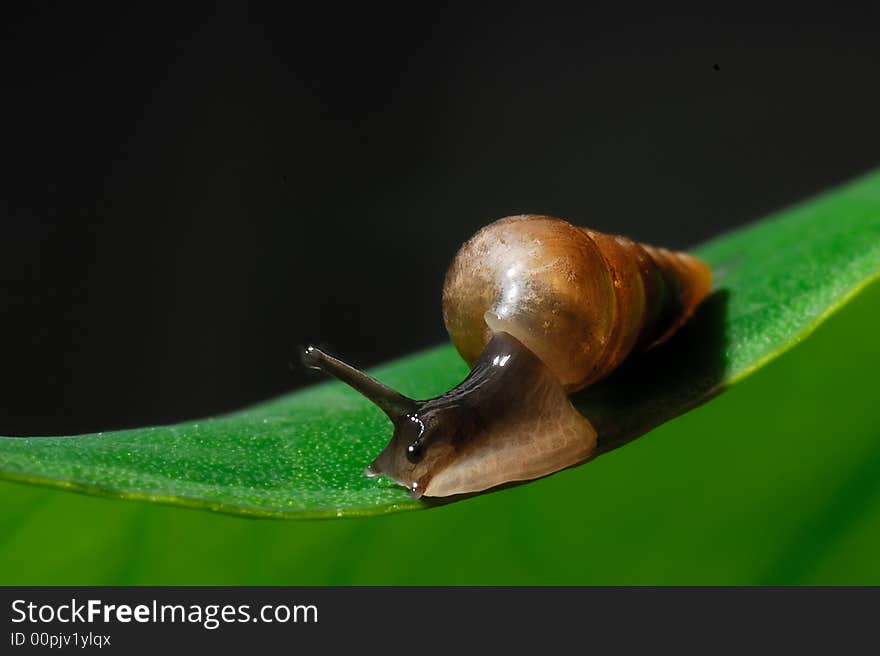 Tiny Snail