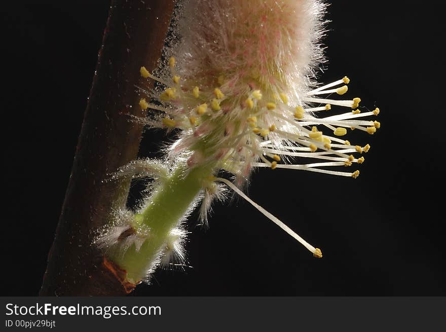 Macro shot on tiny bean sprouts like flower. Macro shot on tiny bean sprouts like flower