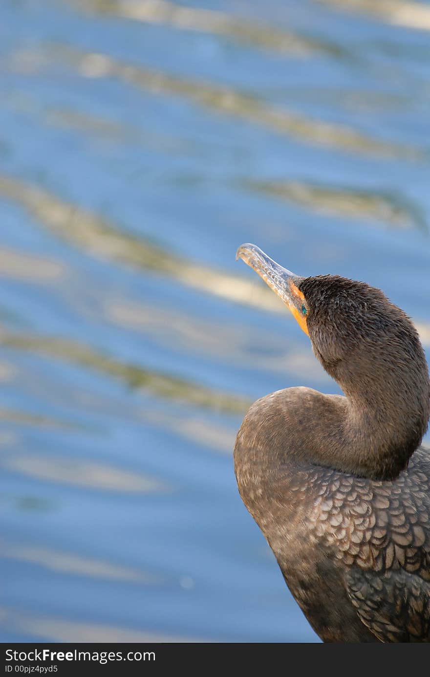 A large cormorant bird sitting at the waters edge enjoying the warm Florida sun.