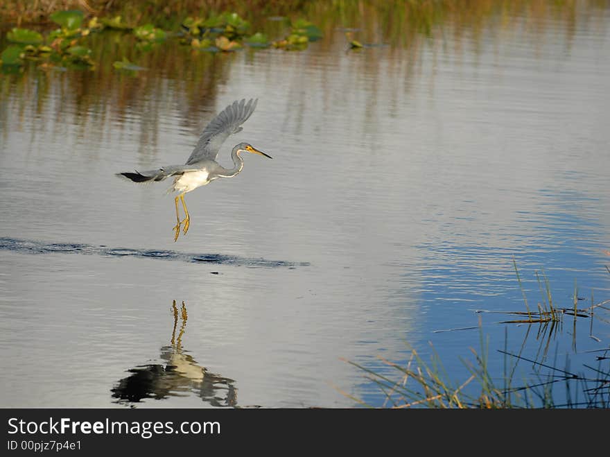 Tricolored Heron