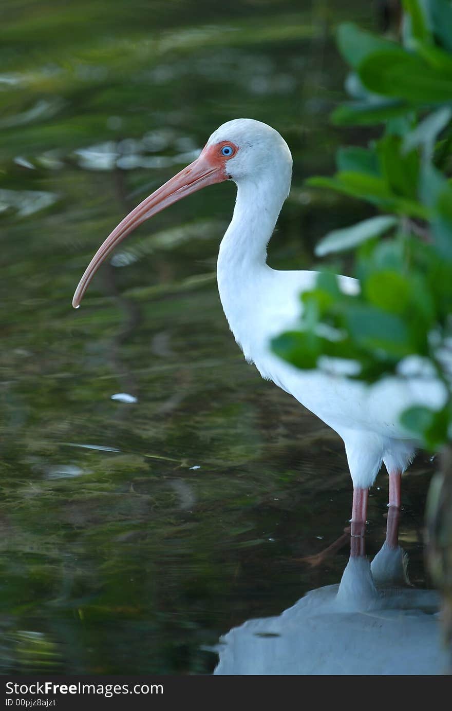 A beautiful natural history image of a white ibis wading in the brackish waters of south florida.