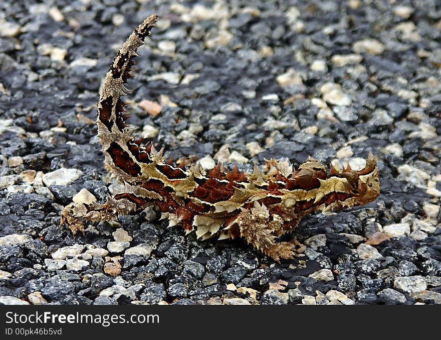 - Moloch horridus aka Thorny Devil on a street in the Northern Territory, Australia