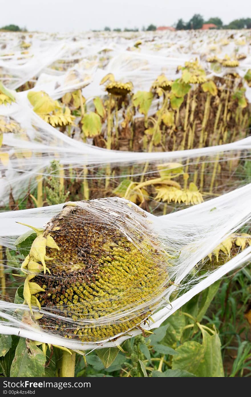 Sunflowers