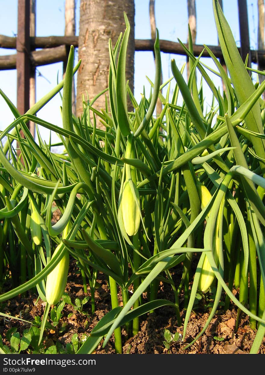 Beautiful green tulip.Tulip in sunlight.