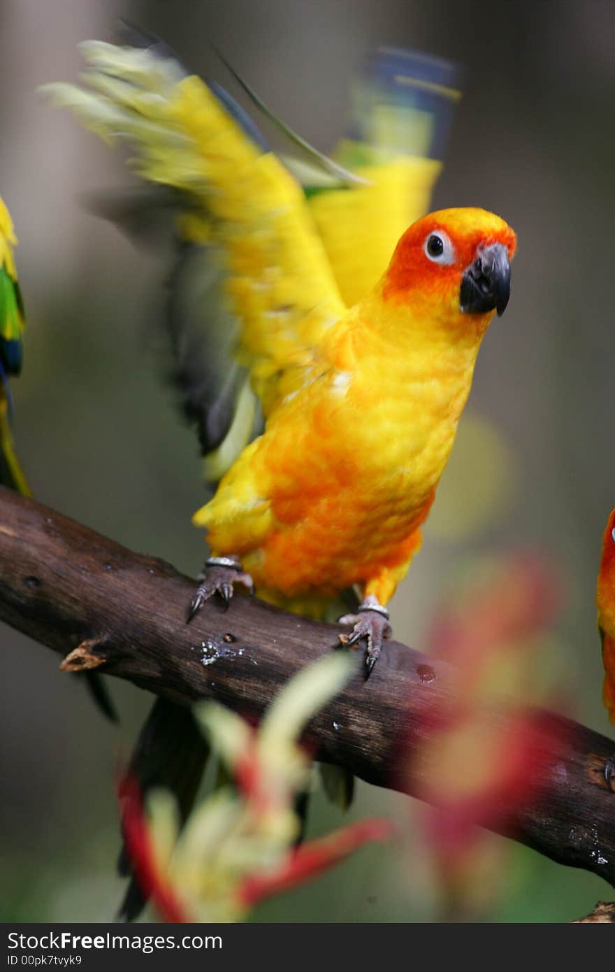 Sun Conures