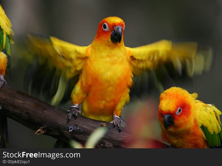 Sun Conures