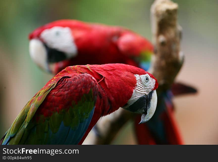 A shot of Scarlet Macaws