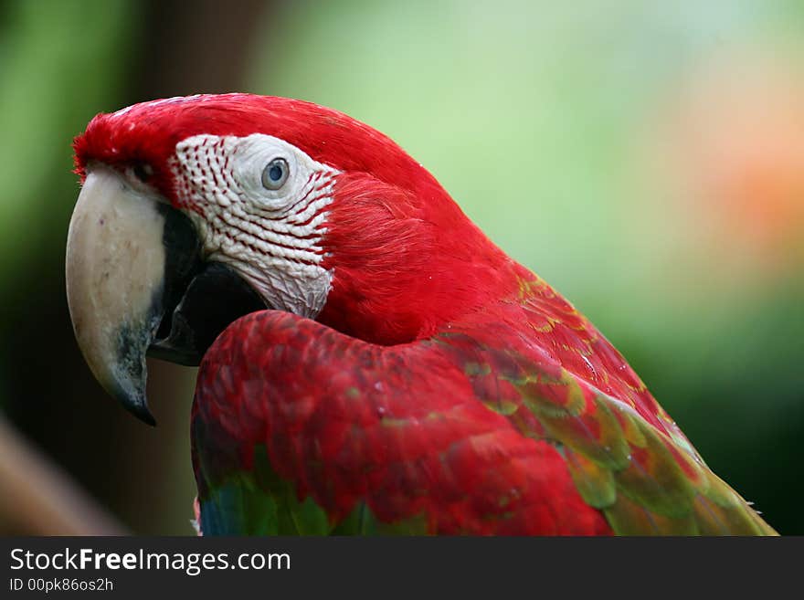 Scarlet Macaws