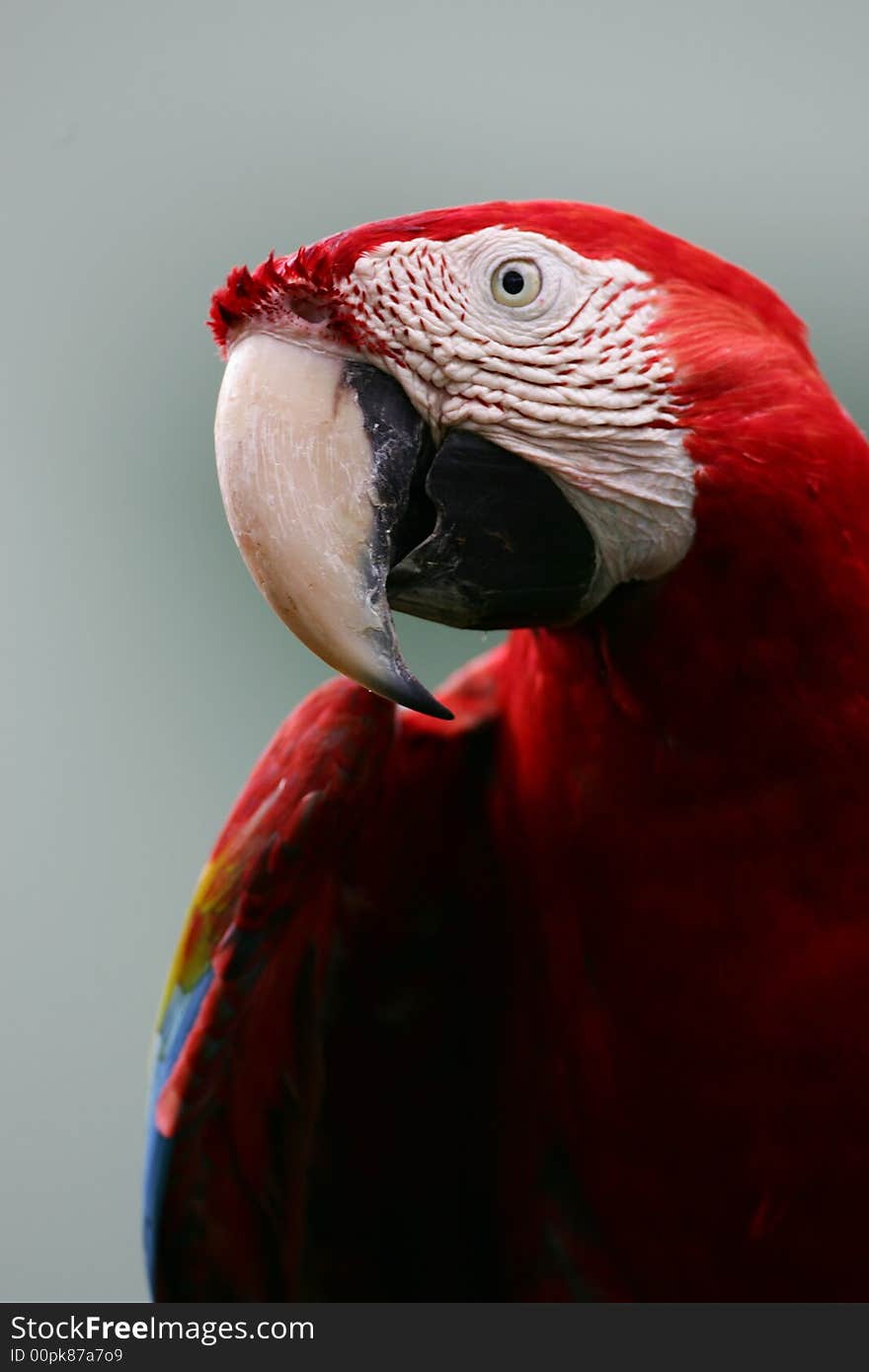 Scarlet Macaws