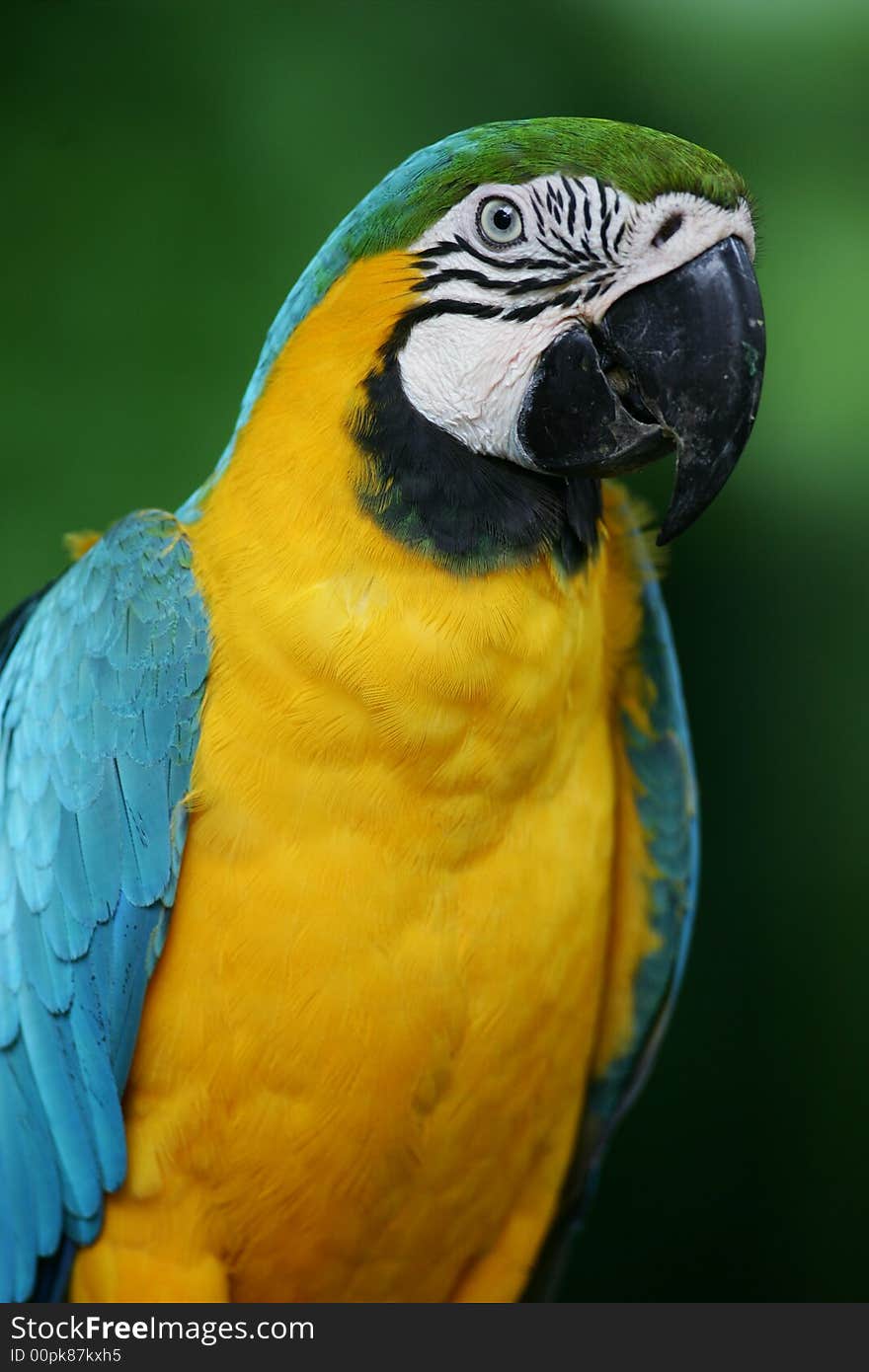 Blue & Yellow Macaws