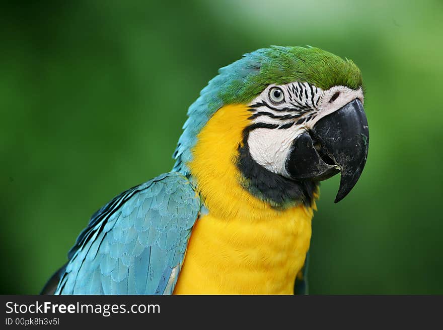 Blue & Yellow Macaws