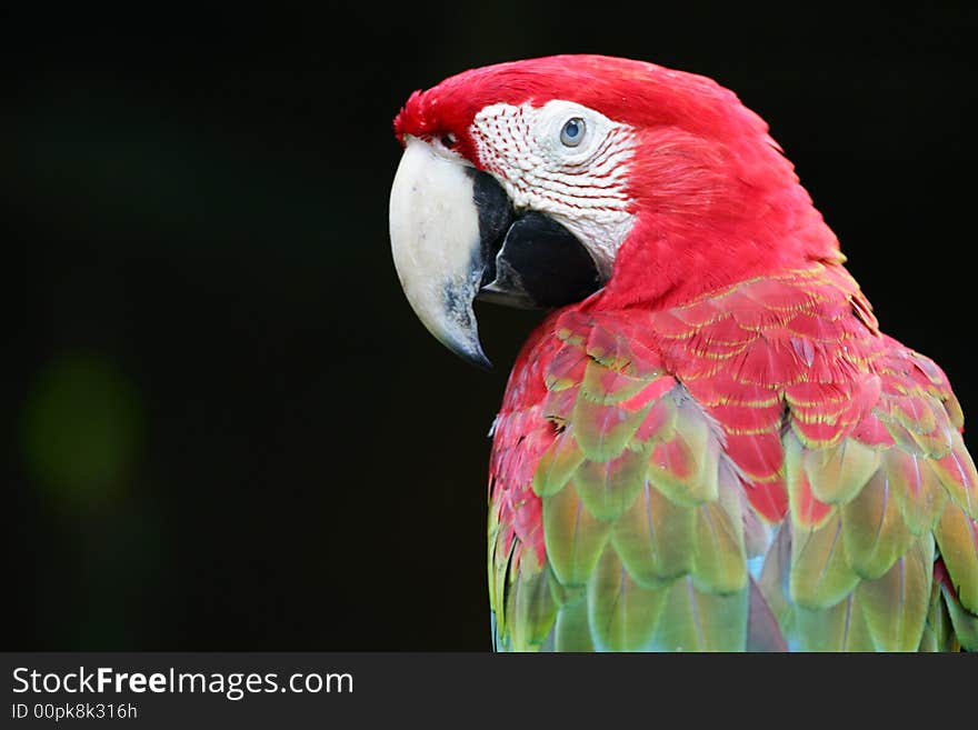 Scarlet Macaws