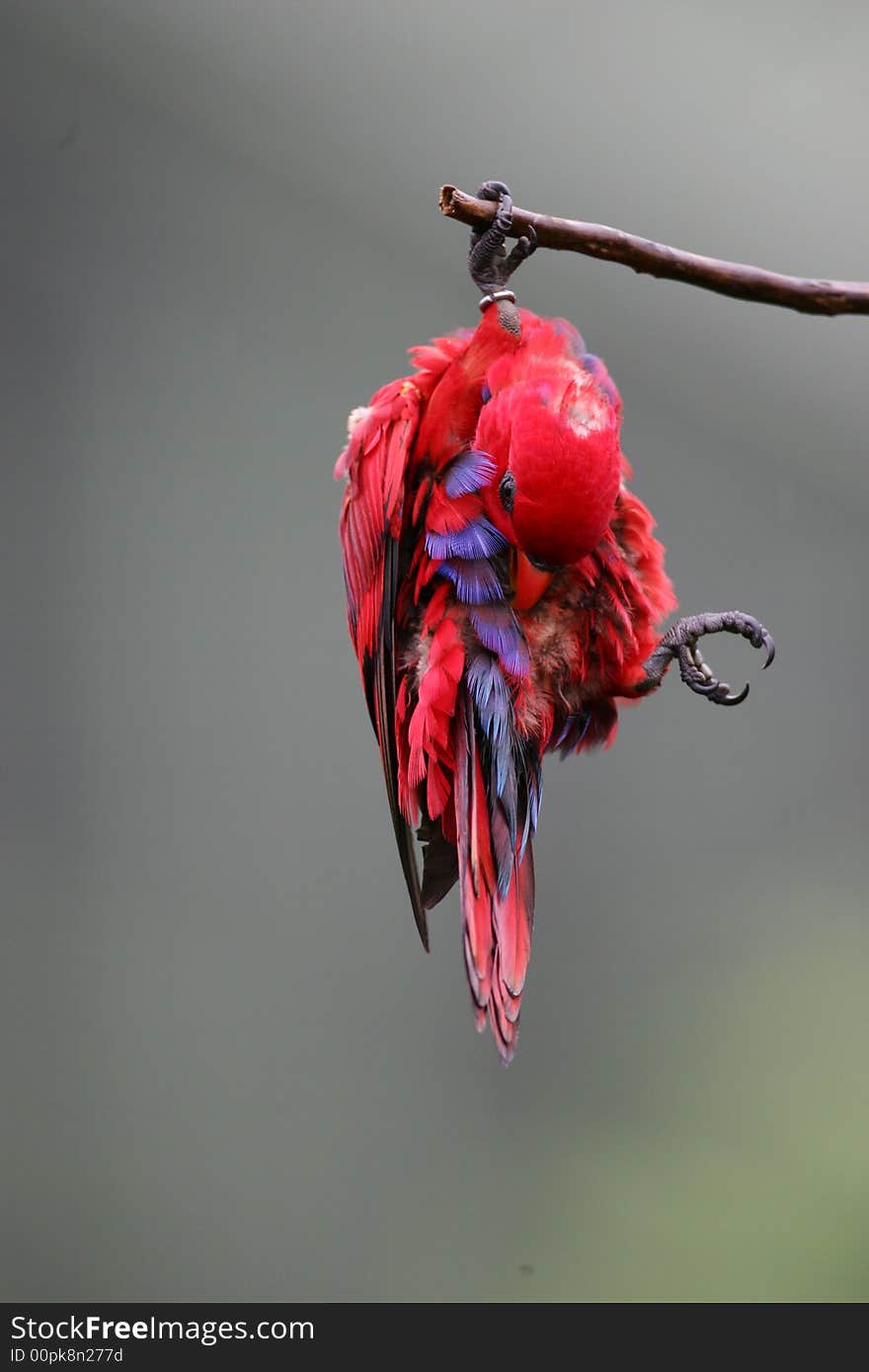 A shot of a Lorikeet. A shot of a Lorikeet