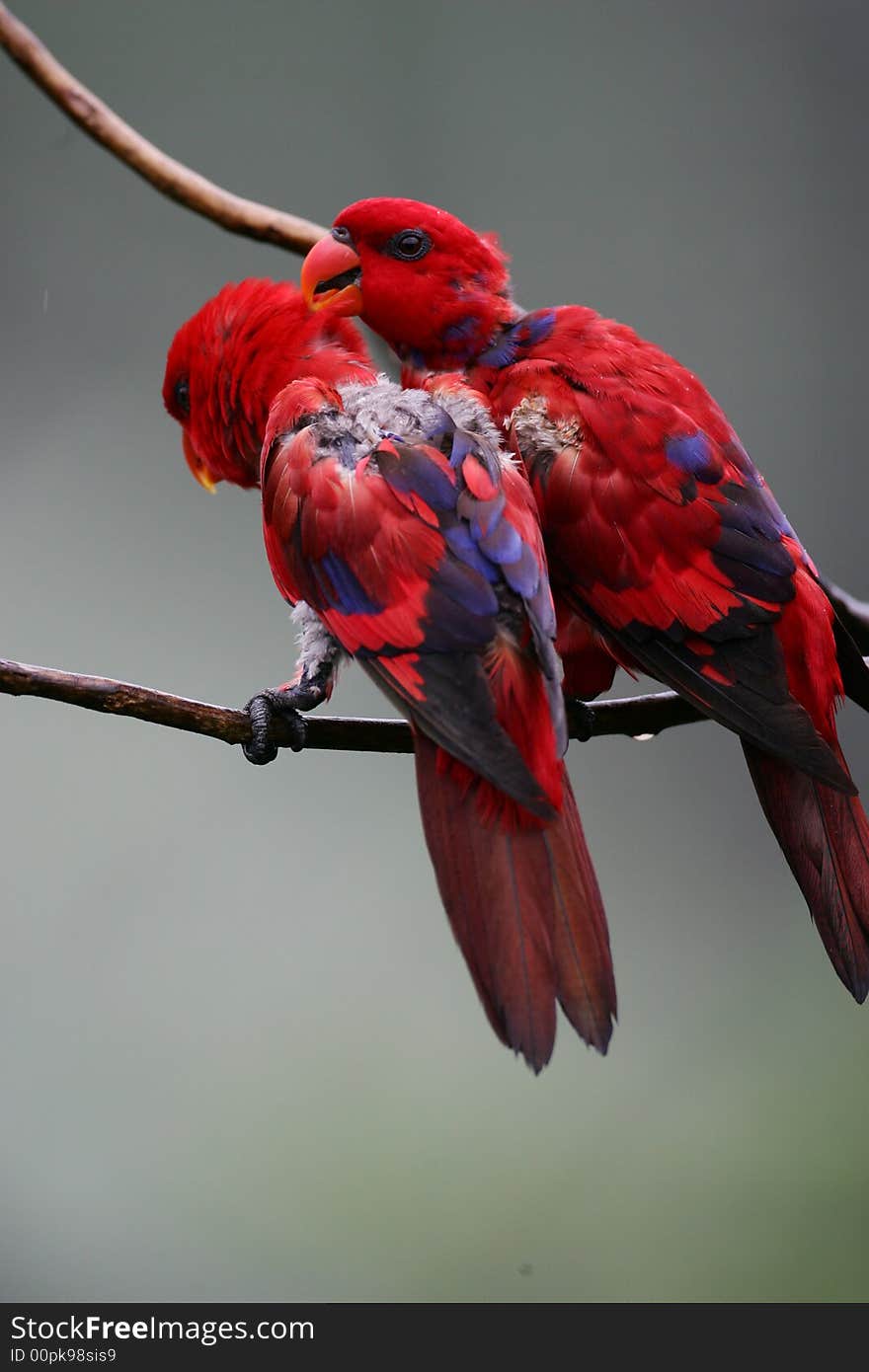 A shot of a Lorikeet. A shot of a Lorikeet