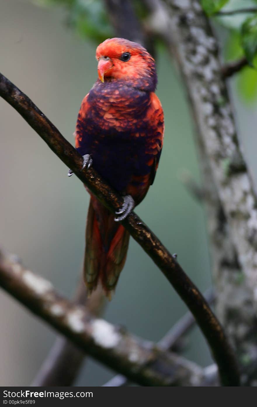 A shot of a Lorikeet. A shot of a Lorikeet