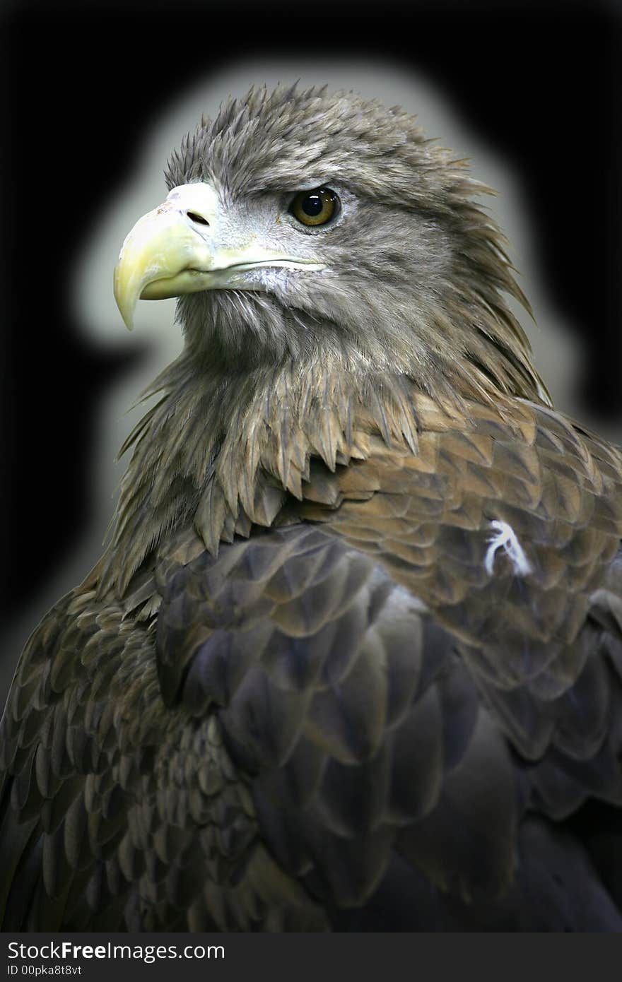 A shot of a White Tailed Sea Eagle