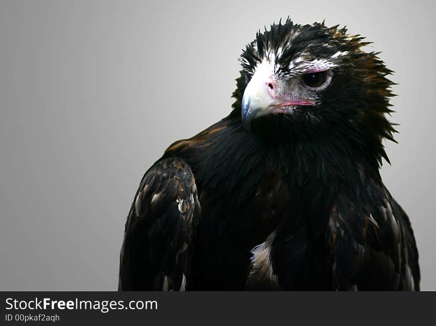 A shot of a Wedge Tail Eagle