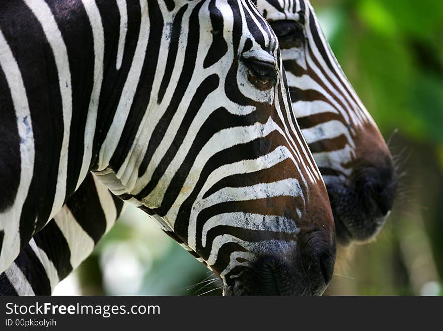 A shot of a herd of African Zebra