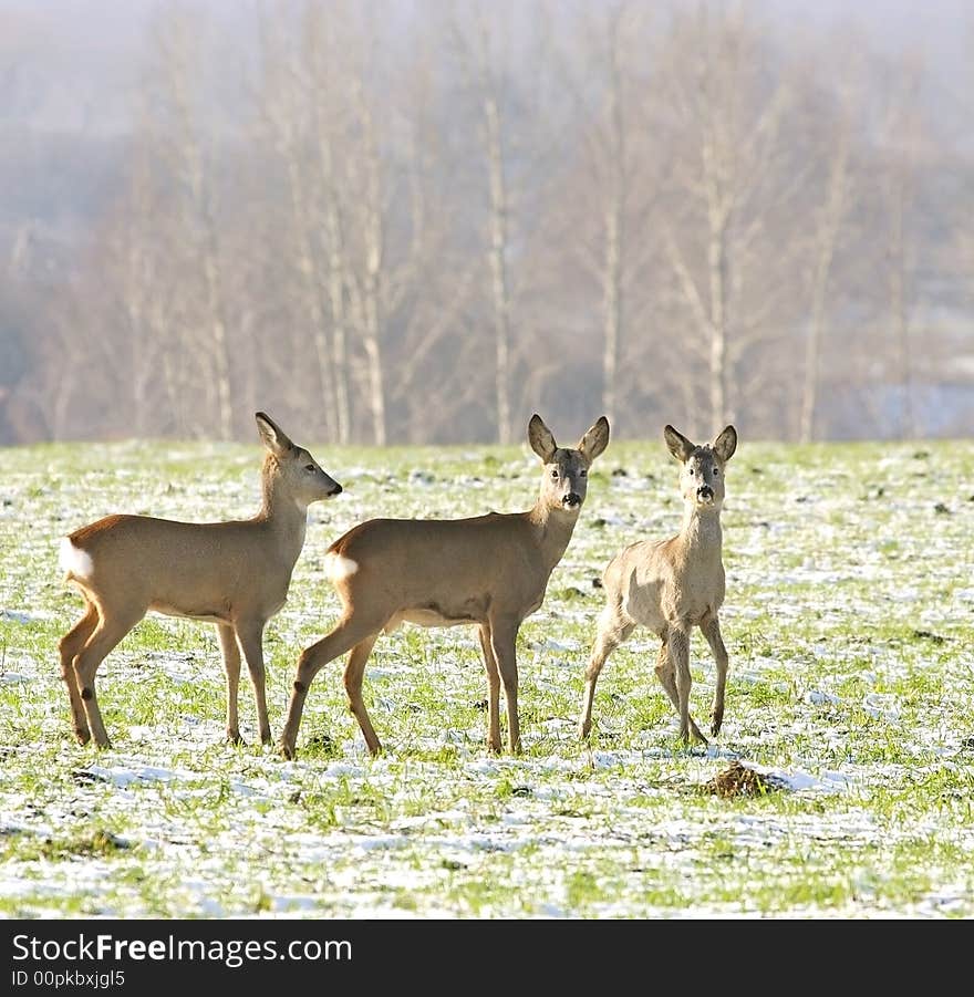 Roe Deer ( Capreolus capreolus )