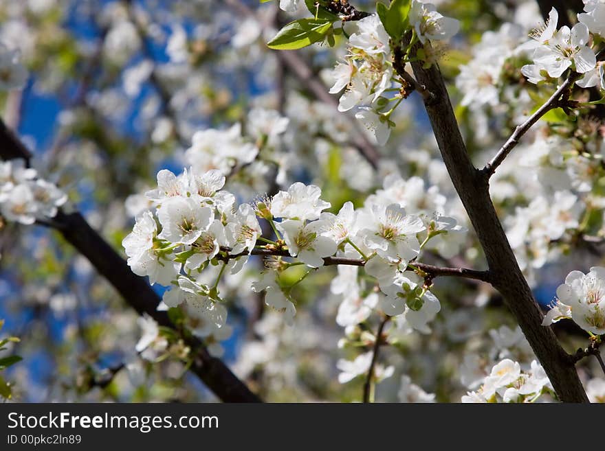 A flowering plum tree in spring. A flowering plum tree in spring