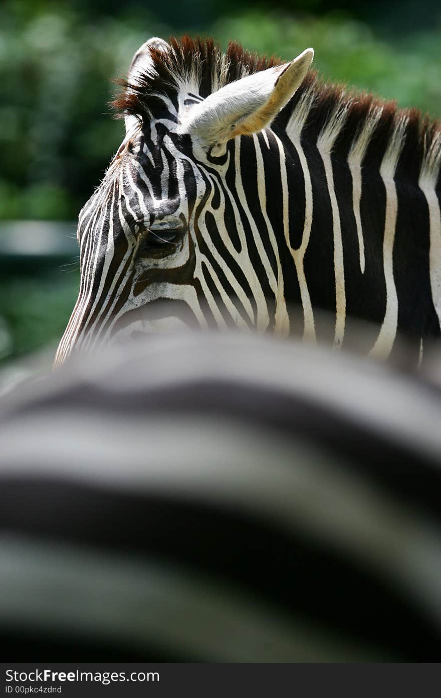 A shot of a herd of African Zebra