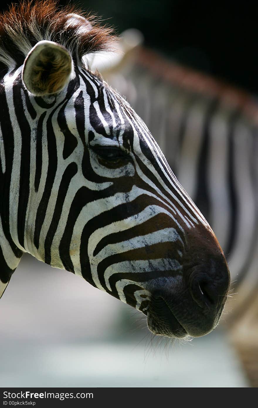 A shot of a herd of African Zebra